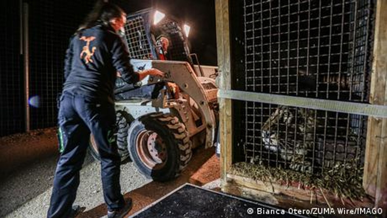 Spanien als Einfallstor für Tierschmuggel