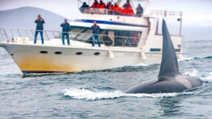 Las Orcas Hunden Tres Barcos Frente A Las Costas Europeas