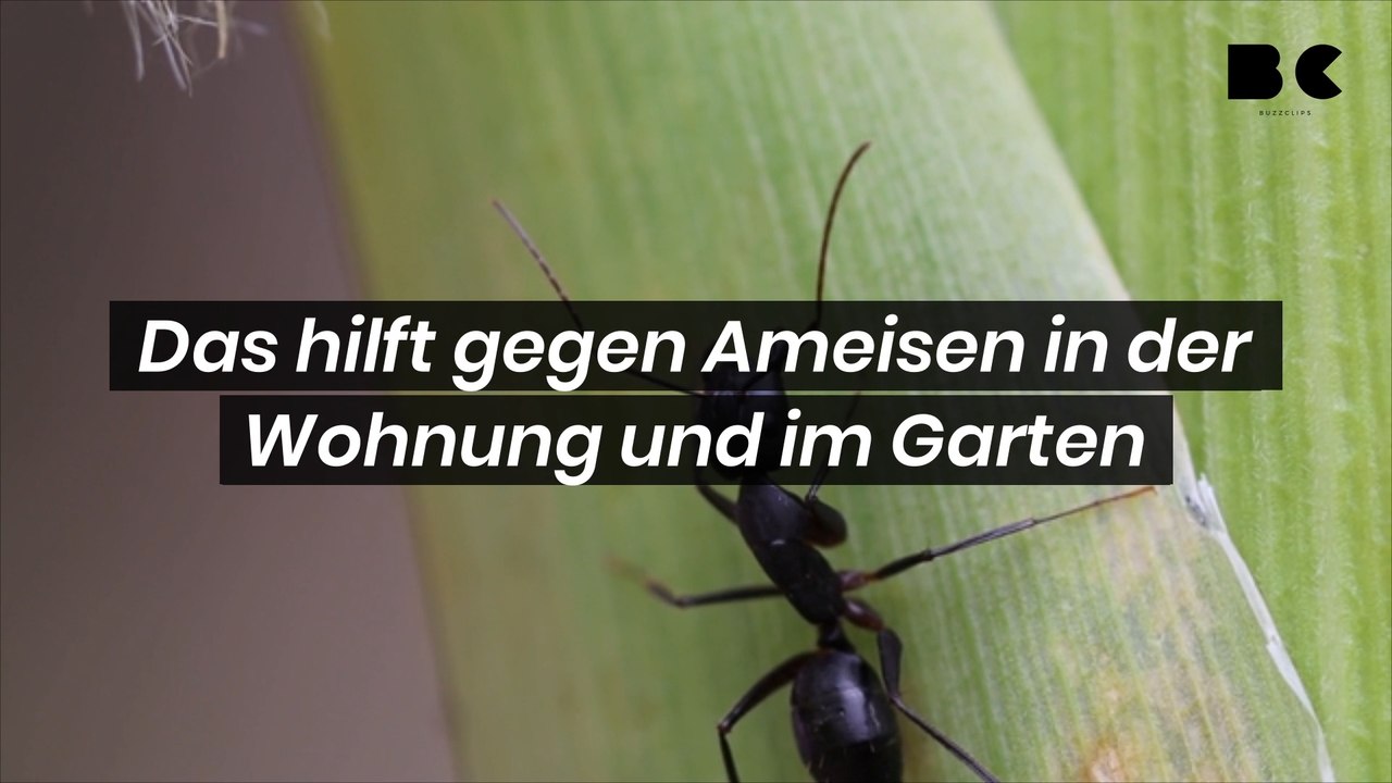Das hilft gegen Ameisen in der Wohnung und im Garten