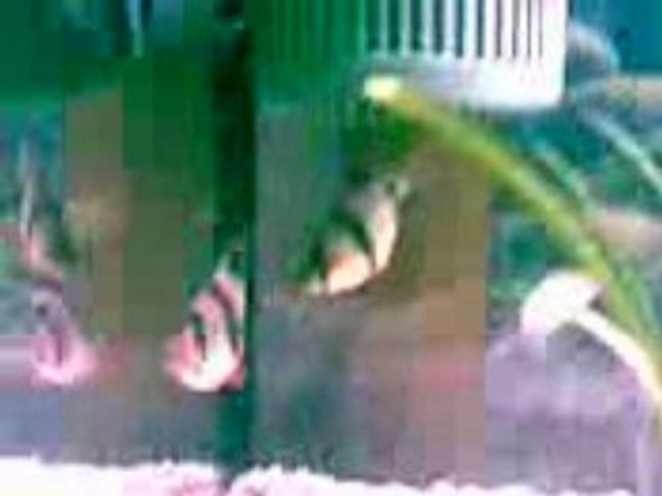 mon aquarium