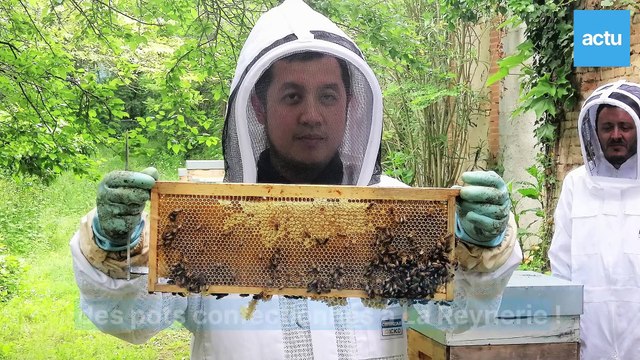 Des ruches installées dans le parc de La Reynerie