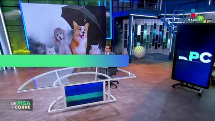 Ceniza del Popocatépetl es tóxica para animales, ¿cómo podemos protegerlos?