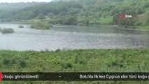 Bolu'da ilk kez Cygnus olor türü kuğu görüntülendi