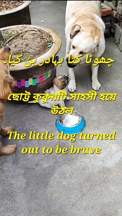 The little dog turned out to be brave