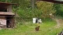 Bahçesine giren ayıları bağırarak uzaklaştırdı; o anlar kamerada