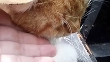 A Cute Stray Yellow Cat (3)