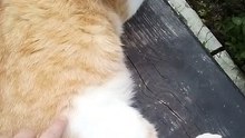 A Cute Stray Yellow Cat (2)