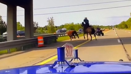 Watch: Runaway cow flees horseback wranglers on highway