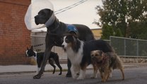 Vida perra - Trailer español
