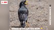 Smart great myna with mom : This Was Unexpected  #greatmyna #myna #birds #love #humanity #feedingbirds  #cutepet #nature #birdsvideos #pet #bts #shorts #reels #viral #statues #sound #reelsvideos #ytshorts #youtubeshorts #PMModiinSydney #ipl #IPL2023