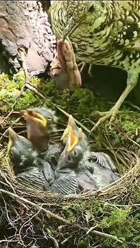 Cette maman oiseau a beaucoup de travail pour nourrir ses 5 petits