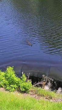 Cette famille de canards sait comment ménager le suspens... mieux qu'un film d'action