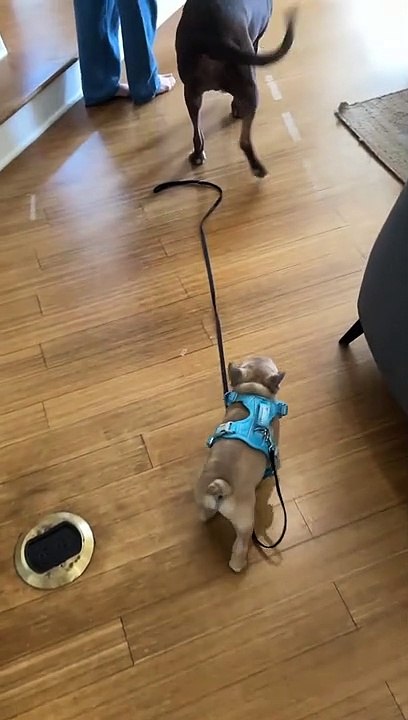 Le chien marche le chien