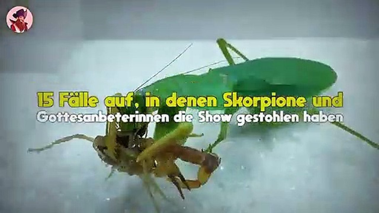15 Mal stahlen Skorpione und Gottesanbeterinnen die Show