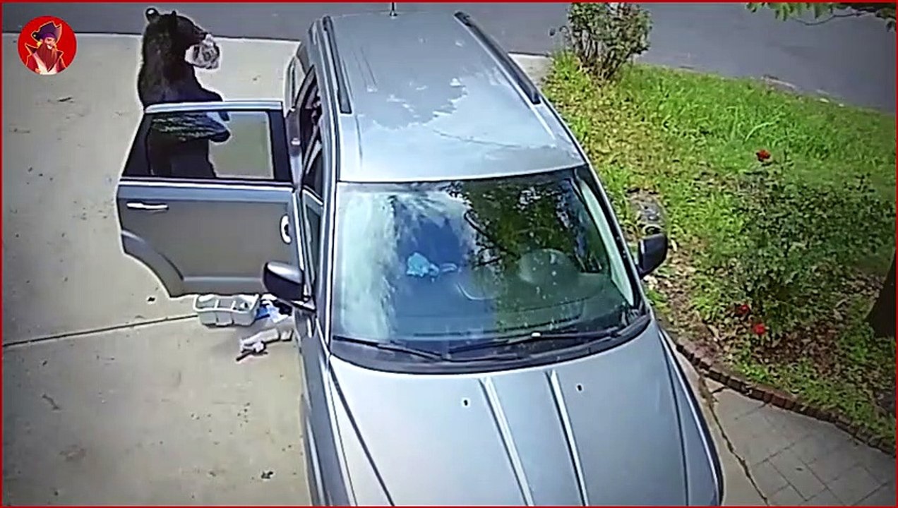 15 Mal wollten Wildtiere freundlich zu Menschen sein