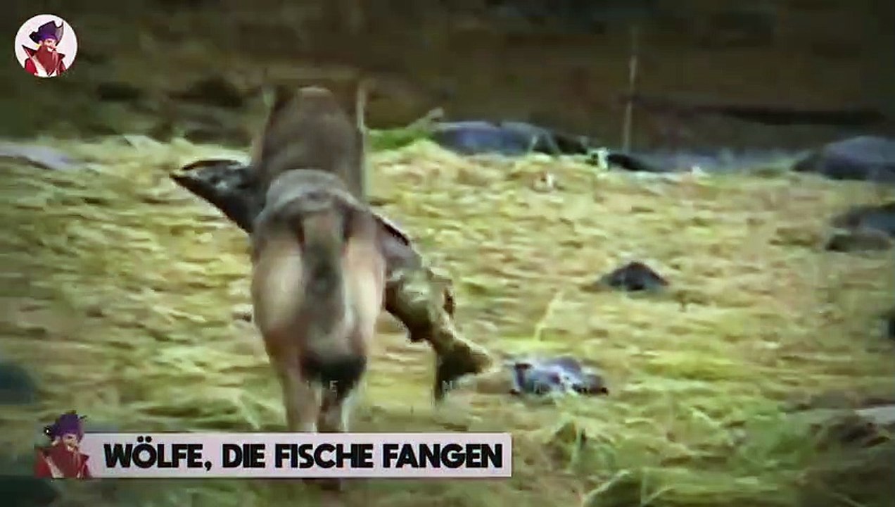 15 quälende Momente, die zeigten, wie brutal hungrige Wölfe sein können