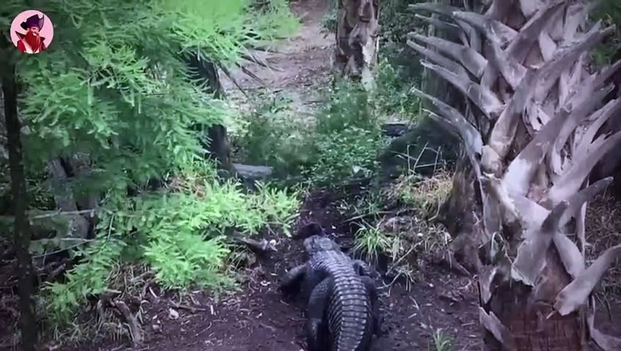 15 schreckliche Momente zwischen Land  und Meerestieren, die um ihr Leben kämpfen