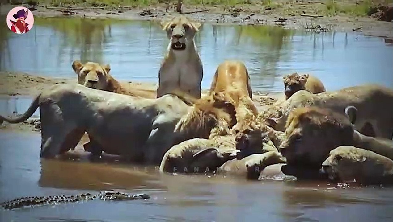 15 Momente, in denen Tiere am Wasser gejagt werden !!