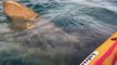 Watch moment kayaker comes face-to-face with basking shark off Ireland coast