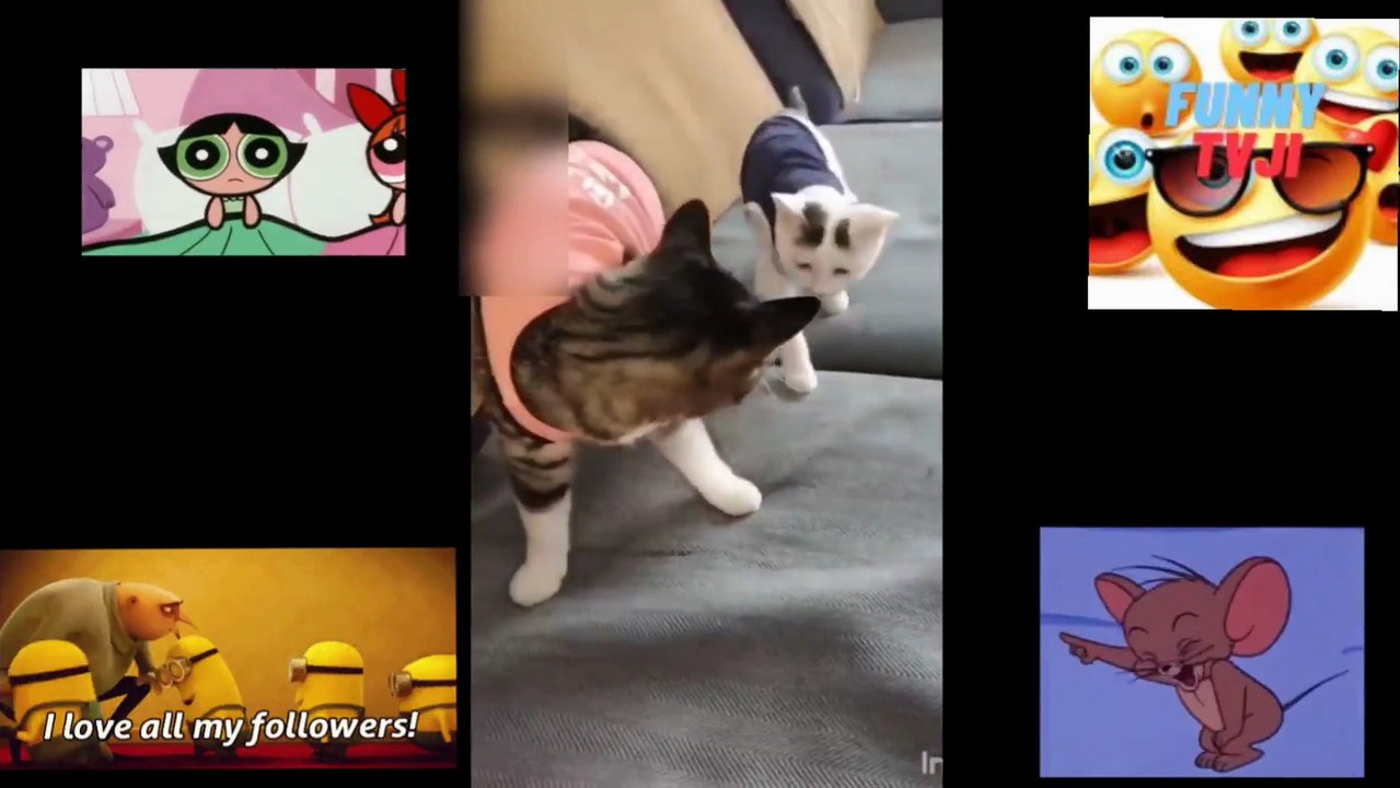 ANIMALS FUNNY MOMENTS 37