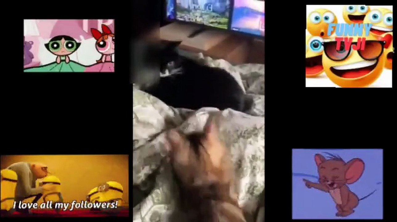 SUPER DUPR FUNNY ANIMALS 55