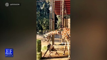 En Guanajuato nació una jirafa en el Zoológico de León