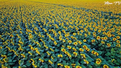 Stress Relief Music for Peaceful Days