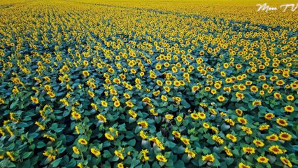 Mindfulness Music for Relaxation and Renewal