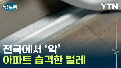흰개미에 이어 또...전국 아파트 습격한 벌레 [Y녹취록]  / YTN