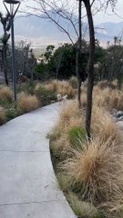 Woman Lures Escaped Dog Back by Promising a Prize