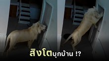 ใจหายแวบ ! สิงโตบุกบ้าน ตะกุยประตูแทบพัง ชาวเน็ตลุ้นตัวโก่ง รู้ความจริงมีเงิบ