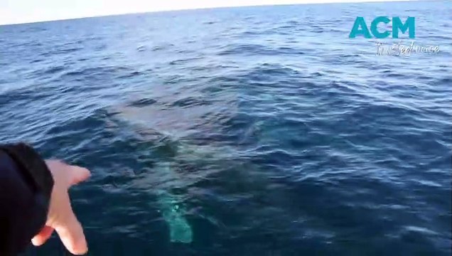 Whale watching off Shellharbour, Jervis Bay | May 2023 | Illawarra Mercury