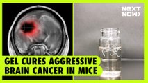 Gel cures aggressive brain cancer in mice | NEXT NOW