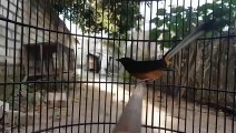 SUARA BURUNG MURAI BATU NGACOR TERUS