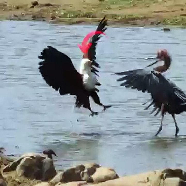 Animals wildface kings bade samaroh