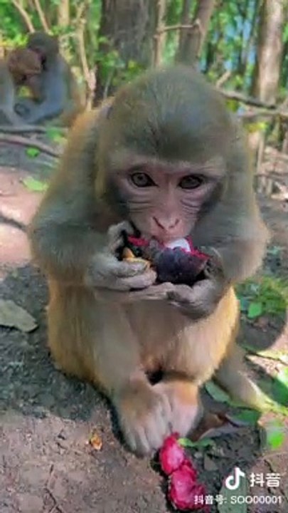 Monkey Eating Mangosteen | Monkey Funny Moments | Cute Pets | Funny Animals | Hungary Monkey #monkey