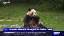 Le panda 