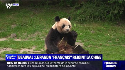 Le panda "français" de Beauval, dont Brigitte Macron est la marraine, va rejoindre la Chine le 4 juillet