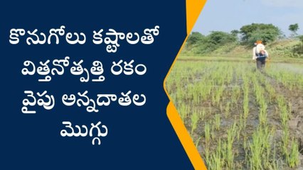 పెద్దపల్లి: విత్తన వరిపై జిల్లా అన్నదాతల ఆసక్తి..పబ్లిక్ వైబ్ ప్రత్యేక కథనం