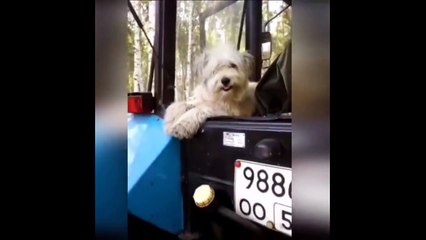 New Funny Videos 2023  Cutest Cats and Dogs  Part 80