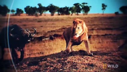How a Lion Pride Hunts Prey _ Cat Attack