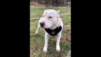 New Funny Videos 2023  Cutest Cats and Dogs  Part 88