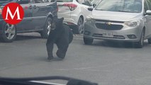 Es capturada oso en la zona habitacional de Nuevo León