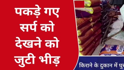 कुशीनगर: दुकान में निकला विषधर, मची अफरा तफरी, देखें वीडियो