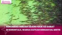 Fenomena Ribuan Udang Naik ke Darat di Gorontalo, Warga Kaitkan dengan Hal Mistis