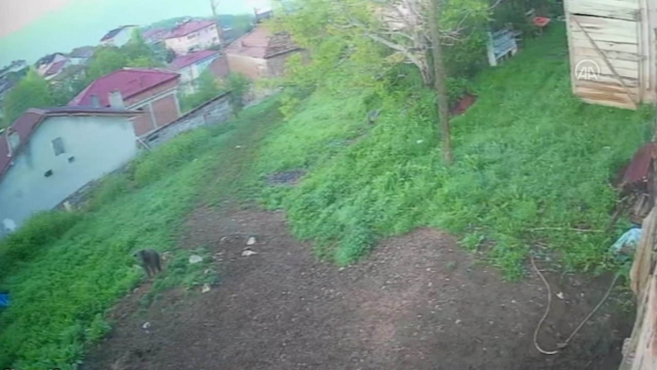 Köye inen ayı güvenlik kamerasıyla görüntülendi