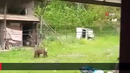Bahçesine giren ayıları böyle kovdu