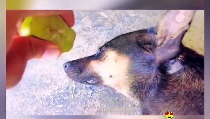 Random Funny Videos Try Not To Laugh Compilation Cute People And Animals