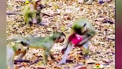 Random Funny Videos _Try Not To Laugh Compilation _ Cute People And Animals