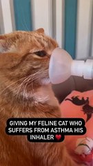 "¡No me arrepiento de nada!": Mujer sorprende al revelar que gastó US$30 mil para tratar el asma de su gato